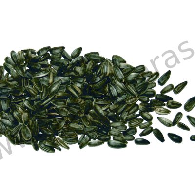 ZRNO SUNCOKRETA CRNI 10/1